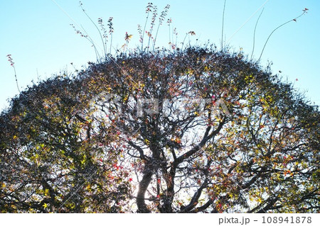 冬 イメージ　雑木林　もみじの木 108941878