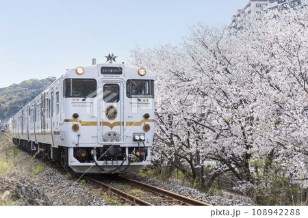 長与町の桜並木脇を走る「ふたつ星4047」 108942288