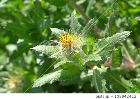 植物：サントリソウ　キク科 108942412