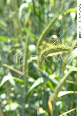 植物:ライムギ イネ科 植物:ライムギ イネ科 108942423