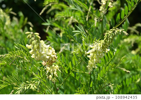 植物:クララ マメ科 植物:クララ マメ科 108942435