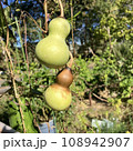 収穫間近の瓢箪 108942907