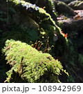 苔むす森 108942969