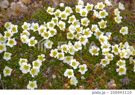 北海道大雪山旭岳の高山植物・イワウメ 108943110