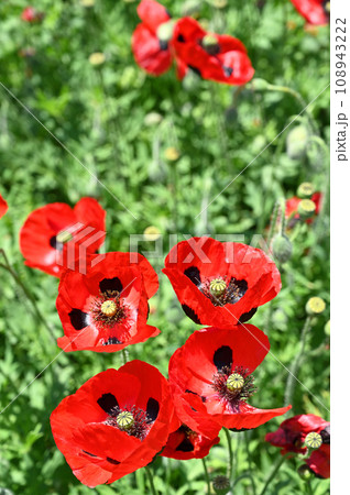 植物：モンツキヒナゲシ　ケシ科 108943222