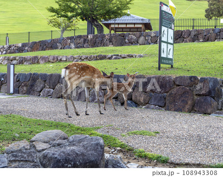 奈良公園の鹿の親子 奈良公園の鹿の親子 108943308