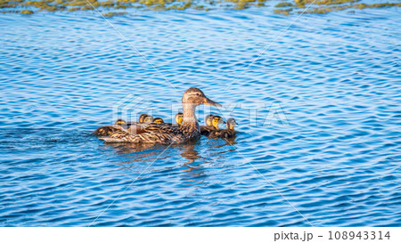 A family of ducks, a duck and its little ducklings are swimming in the water. The duck takes care of its newborn ducklings. Mallard, lat. Anas platyrhynchos 108943314