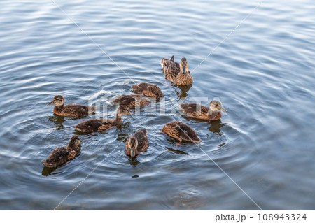 A family of ducks, a duck and its little ducklings are swimming in the water. The duck takes care of its newborn ducklings. Mallard, lat. Anas platyrhynchos A family of ducks, a duck and its little ducklings are swimming in the water. The duck takes care of its newborn ducklings. Mallard, lat. Anas platyrhynchos 108943324