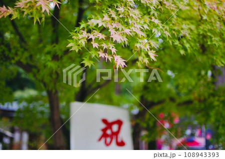 紅葉し始めるもみじとお祝いの文字 紅葉し始めるもみじとお祝いの文字 108943393