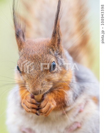 The squirrel with nut sits on a branches in the spring or summer. The squirrel with nut sits on a branches in the spring or summer. 108943398