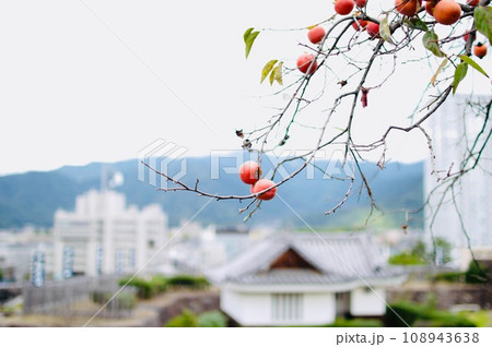 日本の街並みを背景にした秋の風景 108943638
