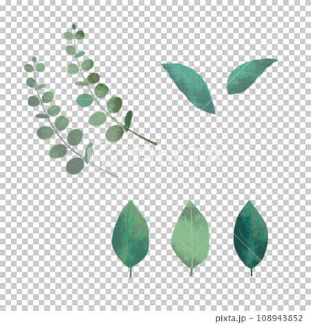 尤加利等 3 種紋理綠葉 108943852