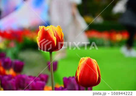 チューリップ チューリップ 花 108944222