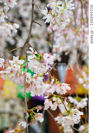 京都 紫雲山頂法寺 六角堂の美しい枝垂れ桜(京都市中京区) 京都 紫雲山頂法寺 六角堂の美しい枝垂れ桜(京都市中京区) 108944356