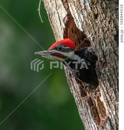 Pileated Woodpecker Nest in Everglades National Park, Florida Pileated Woodpecker Nest in Everglades National Park, Florida 108944418