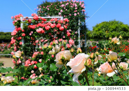 薔薇のある風景 薔薇のある風景 108944533