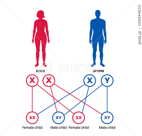 Sex Determination in Humans Sex Determination in Humans 108944635