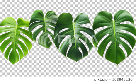 Monsteras leaves on the transparent background Monsteras leaves on the transparent background 108945130
