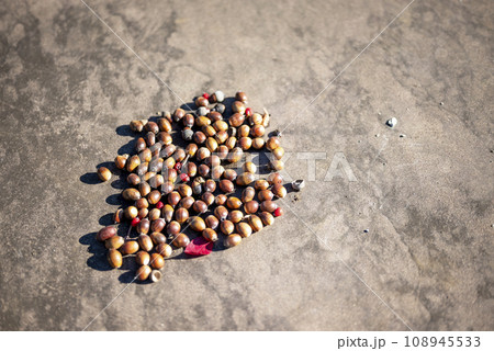 秋の公園で拾った たくさんのどんぐり 秋素材 秋の公園で拾った たくさんのどんぐり 秋素材 108945533