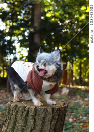 毛呂山町の大類の森で切り株に乗って可愛く見つめるチワワの女の子むーちゃん♡ 108945683