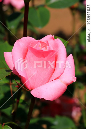美しいピンク色のバラ 108945888