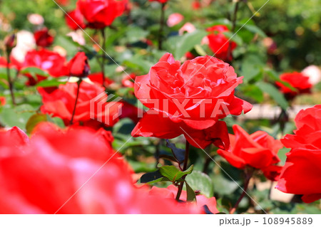 赤いバラ 赤いバラ 108945889