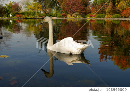 A white swan swims on the background of autumn trees 108946009