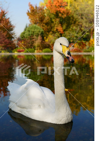 Swan on the background of an autumn garden 108946022
