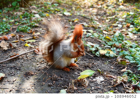 A gray squirrel in an autumn meadow eats a nut. A gray squirrel in an autumn meadow eats a nut. 108946052