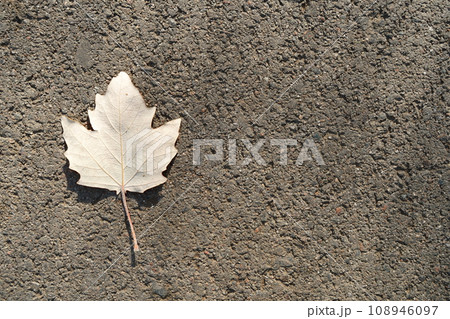 White poplar leaf on grey asphalt, top view White poplar leaf on grey asphalt, top view 108946097