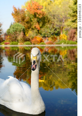 White swan on pond on autumn landscape background White swan on pond on autumn landscape background 108946183