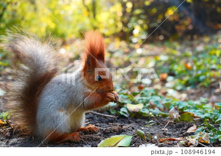 A squirrel sits and eats on the ground. Autumn leaves. Side view 108946194