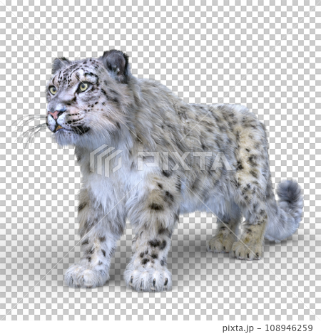Snow leopard 108946259