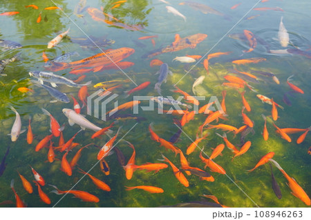 Feeding koi fish and goldfish in the city pond. 108946263