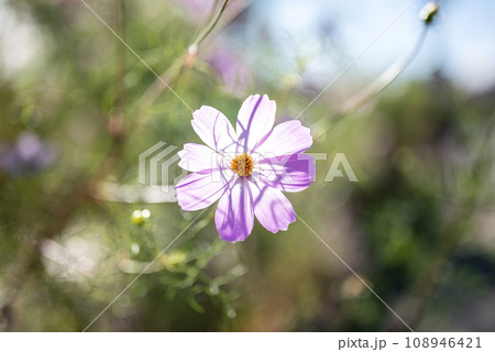 コスモスの花 秋の花 イメージ コスモスの花 秋の花 イメージ 108946421