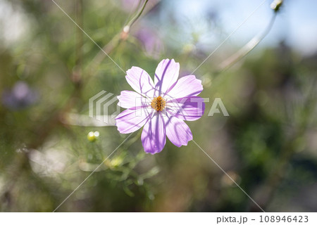 コスモスの花 秋の花 イメージ コスモスの花 秋の花 イメージ 108946423
