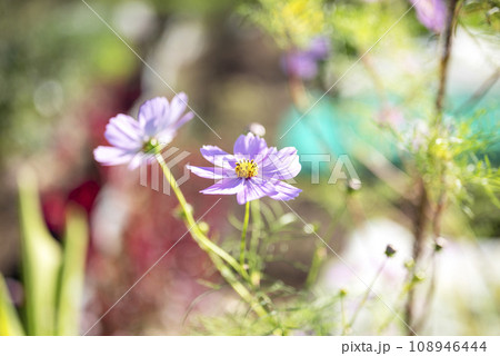 コスモスの花 秋の花 イメージ コスモスの花 秋の花 イメージ 108946444