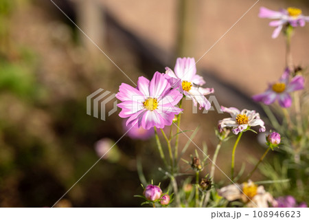 コスモスの花 秋の花 イメージ コスモスの花 秋の花 イメージ 108946623