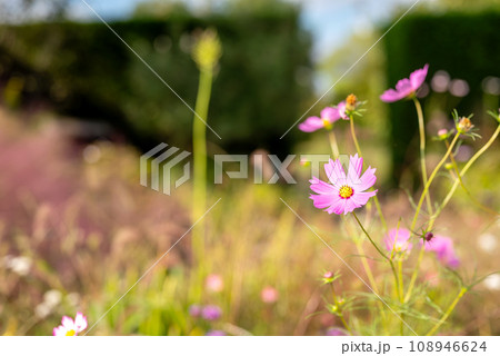 コスモスの花 秋の花 イメージ コスモスの花 秋の花 イメージ 108946624
