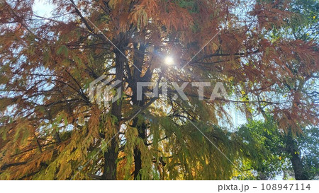 秋の紅葉に光が差す 横 108947114