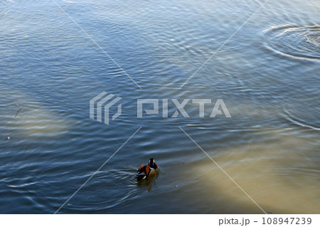 湖面に浮かぶオシドリ 湖面に浮かぶオシドリ 108947239