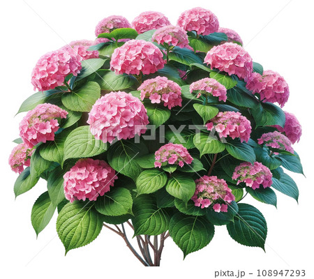 ピンクの紫陽花　AI生成画像 108947293