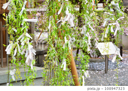 京都 紫雲山頂法寺 六角堂の六角柳(京都市中京区) 京都 紫雲山頂法寺 六角堂の六角柳(京都市中京区) 108947323