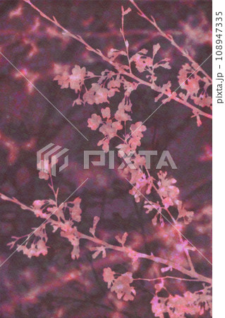 蘇芳色の背景に映える、桃色桜のシルエットアート 108947335
