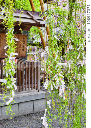 京都 紫雲山頂法寺 六角堂の六角柳(京都市中京区) 京都 紫雲山頂法寺 六角堂の六角柳(京都市中京区) 108947371