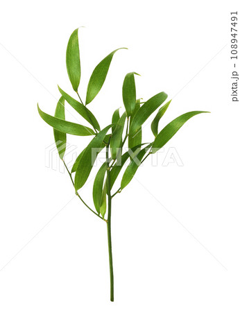 Twig of italian ruscus (DANAE RACEMOSA) with green leaves isolated on white background Twig of italian ruscus (DANAE RACEMOSA) with green leaves isolated on white background 108947491