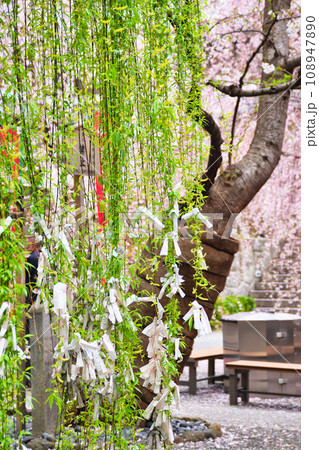 京都 紫雲山頂法寺 六角堂の美しい枝垂れ桜と六角柳（京都市中京区） 108947890