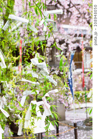 京都 紫雲山頂法寺 六角堂の美しい枝垂れ桜と六角柳(京都市中京区) 京都 紫雲山頂法寺 六角堂の美しい枝垂れ桜と六角柳(京都市中京区) 108948050
