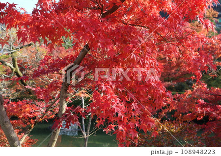 見頃を迎えた紅葉の遠近感 perspective scene of Momiji 108948223