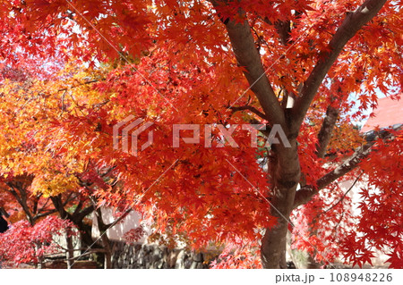 見頃を迎えた紅葉の遠近感 perspective scene of Momiji 108948226